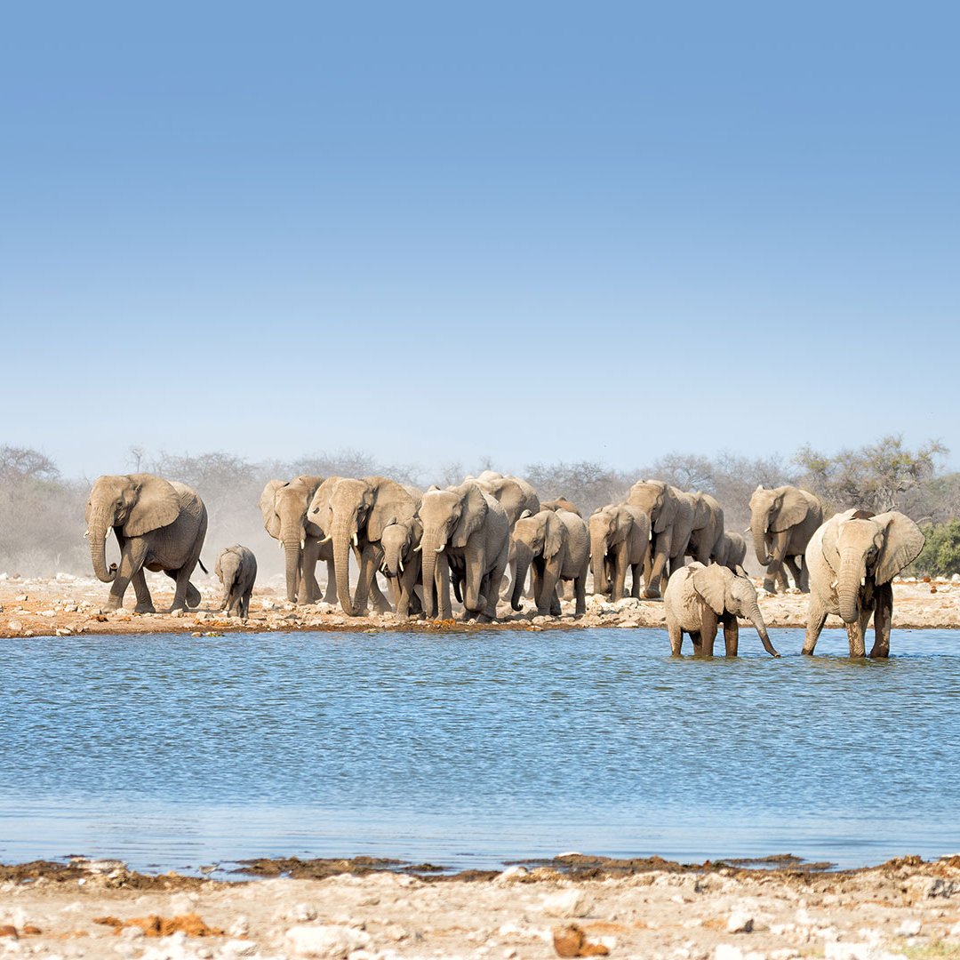 Etosha Nationalpark - eine Herde Elefanten badet und trinkt am Wasserloch