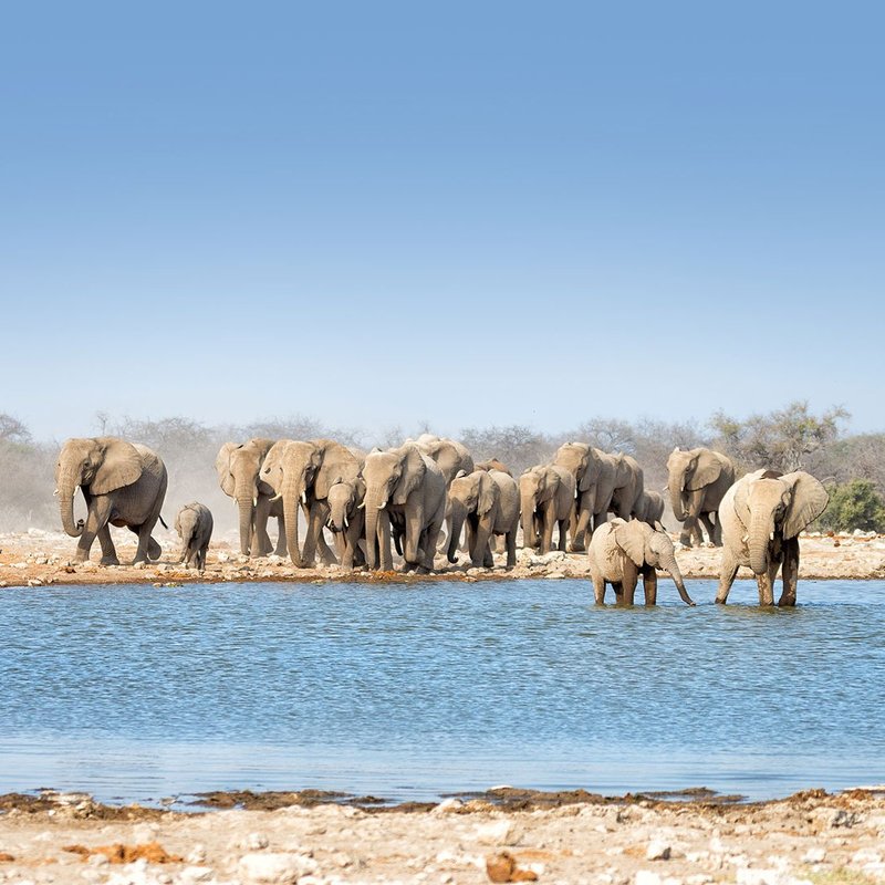 Etosha Nationalpark - eine Herde Elefanten badet und trinkt am Wasserloch
