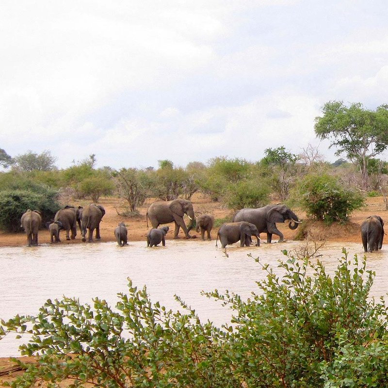 Elefanten baden im Kruger Nationalpark