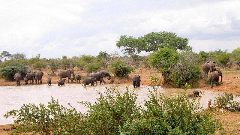 Elefanten am Wasserloch im Kruger Nationalpark