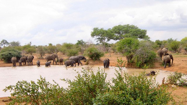 Elefanten baden im Kruger Nationalpark
