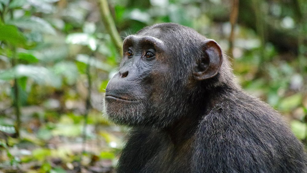 Schimpanse im Kibale Forest Nationalpark