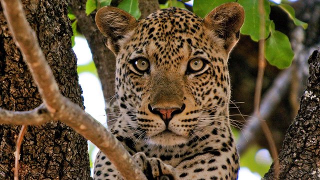 Leopard im South Luangwa Nationalpark