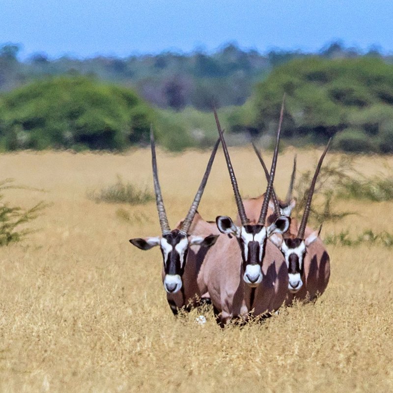 Oryx Antilopen im Kgalagadi Transfrontier Park