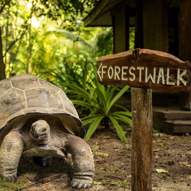 Schildkröte auf dem Forestwalk