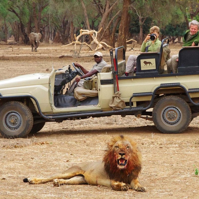 Menschen beobachten einen Löwen und einen  Elefanten während einer Safari durch den Lower Zambezi Nationalpark