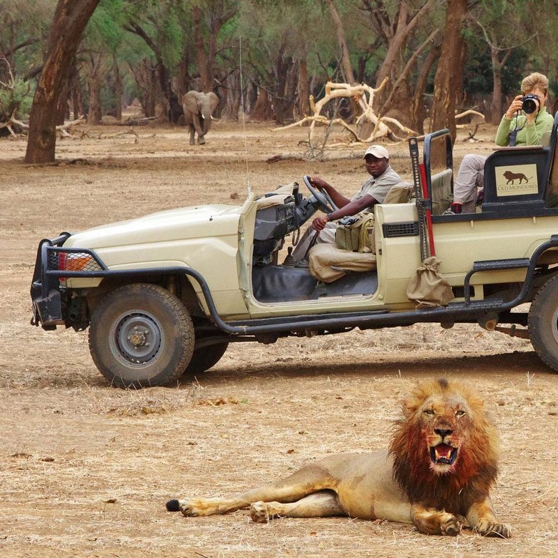 Menschen beobachten einen Löwen und einen  Elefanten während einer Safari durch den Lower Zambezi Nationalpark
