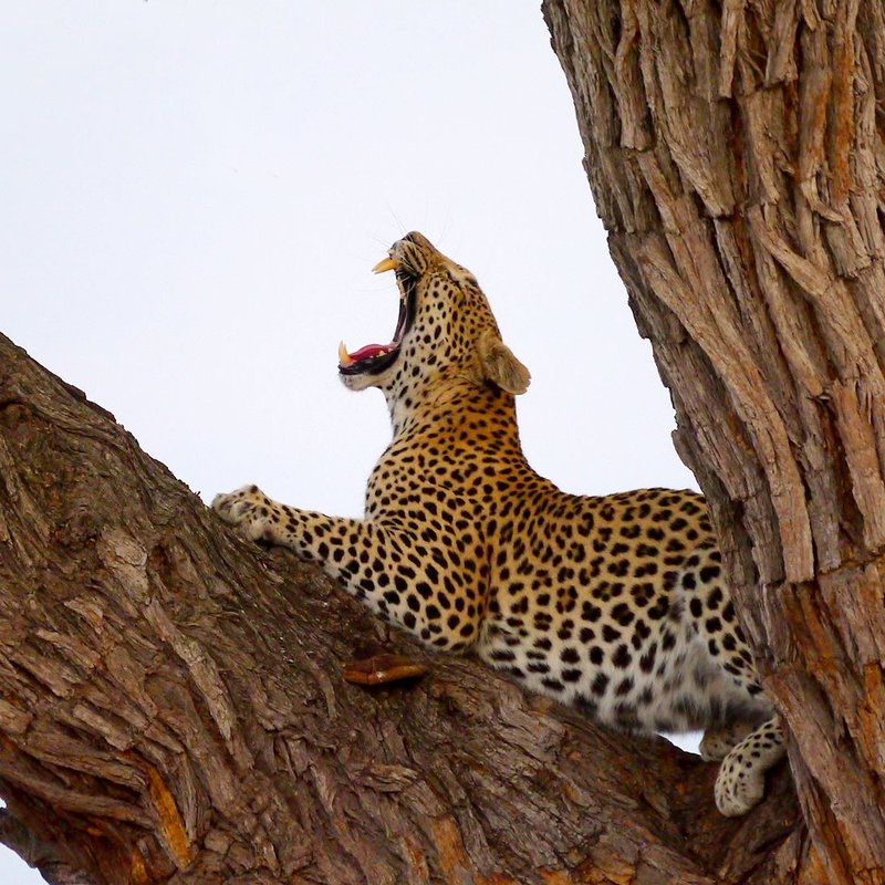 Leopard in der Savute Region