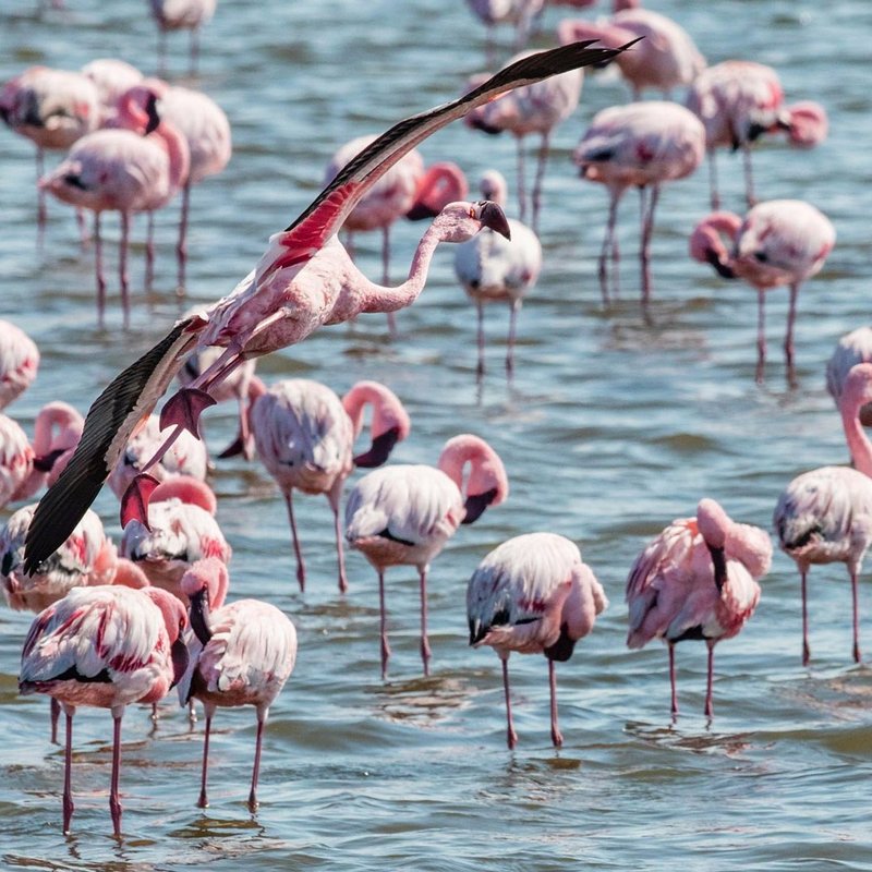 Rosa Flamingos im Wasser in der Region der Makgadikgadi Salzpfannen