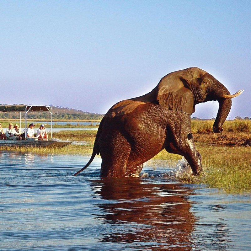 Elefant in Botswana