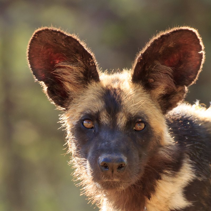 Wild Dog
