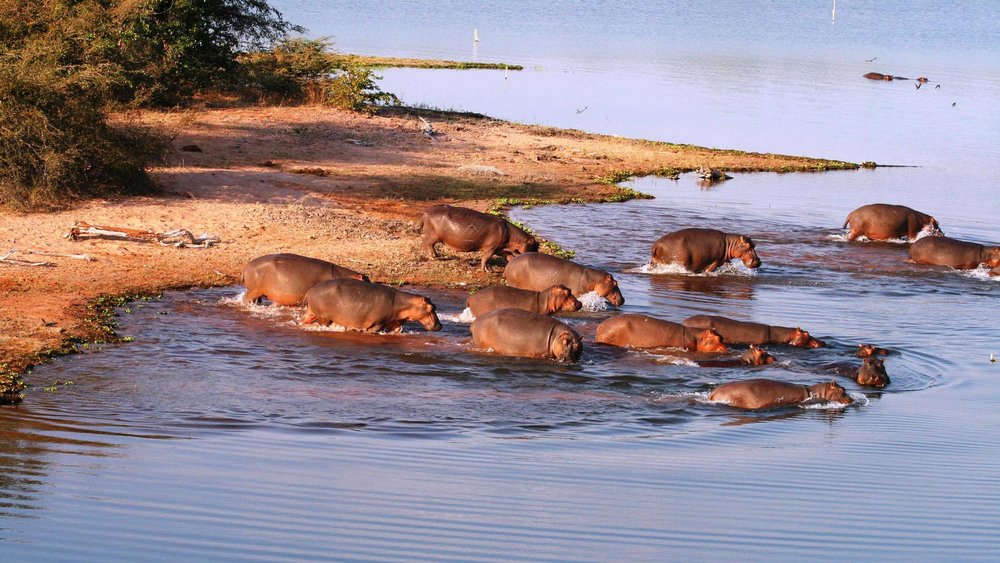 Matusadona Nationalpark Hippos