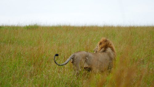 SIMBA - Safarierlebnis Kenia & Tansania