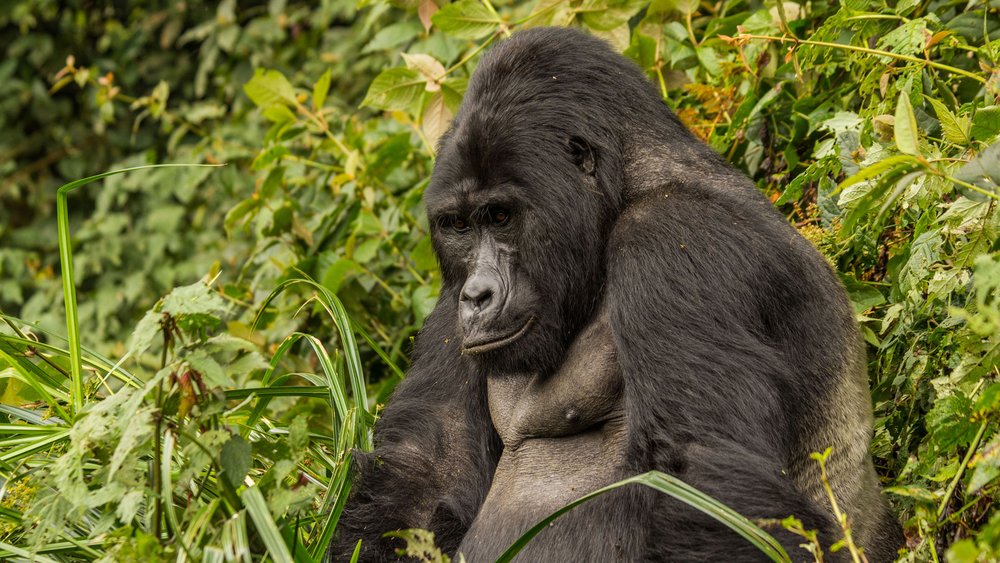 Gorilla Tracking im Bwindi Impenetrable Nationalpar