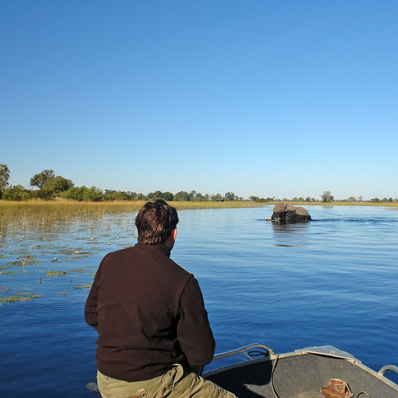 Elefant auf Bootsfahrt durch das Okavango Delta