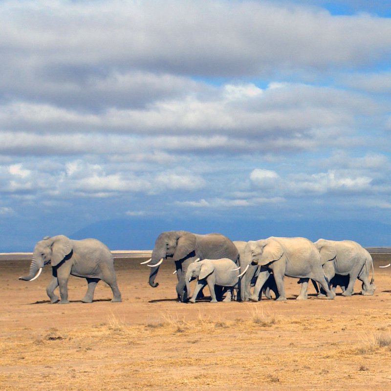 Elefanten im Amboseli-Ökosystem