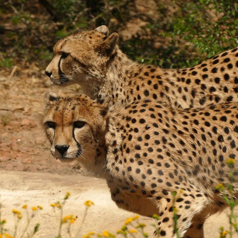Zwei Geparden im Etosha Nationalpark