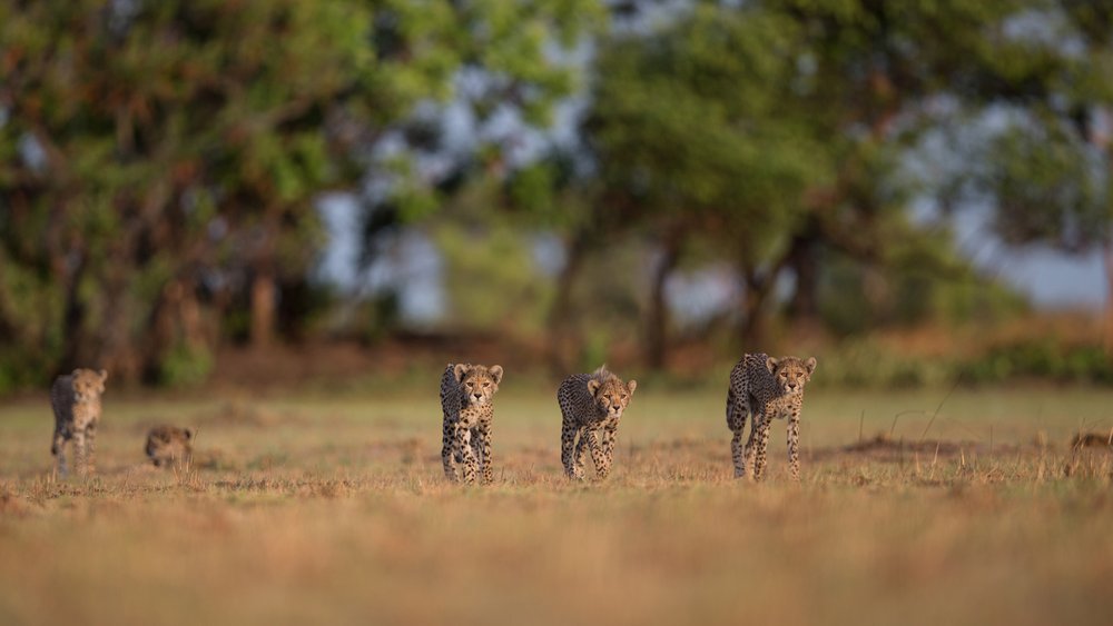 Junge Geparden im Liuwa Plains Nationalpark