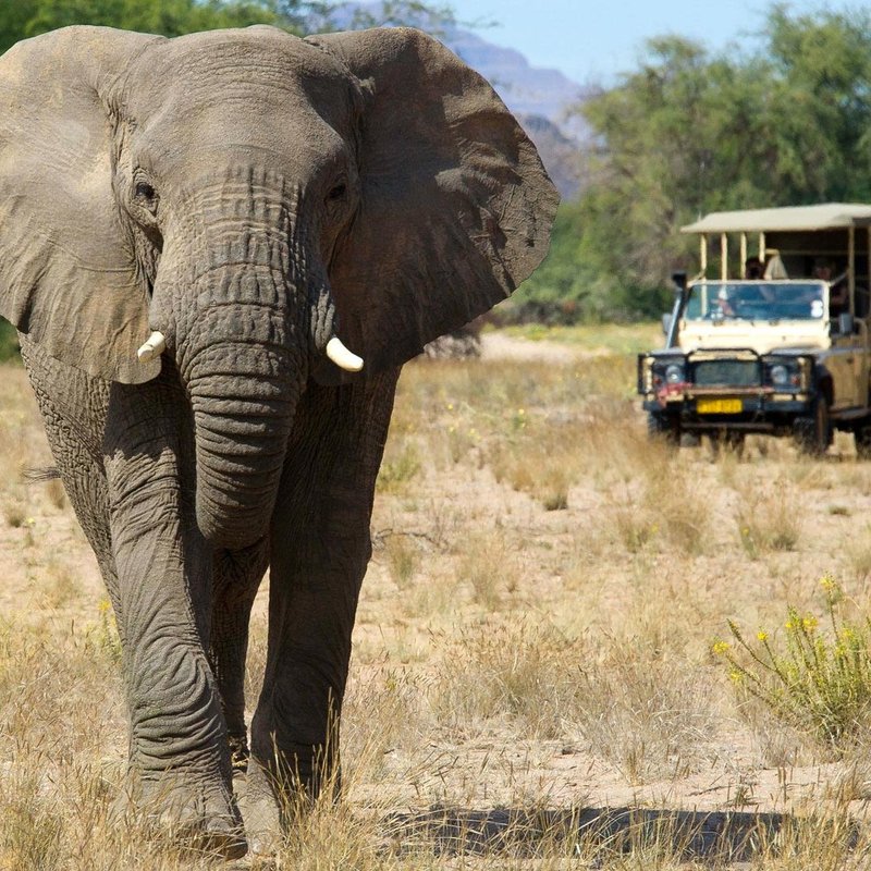 Elefant auf Safari durchs Damaraland
