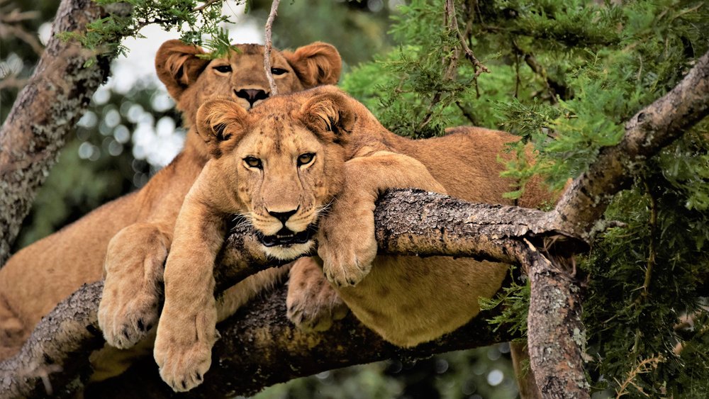 Löwen im Queen Elizabeth Nationalpark
