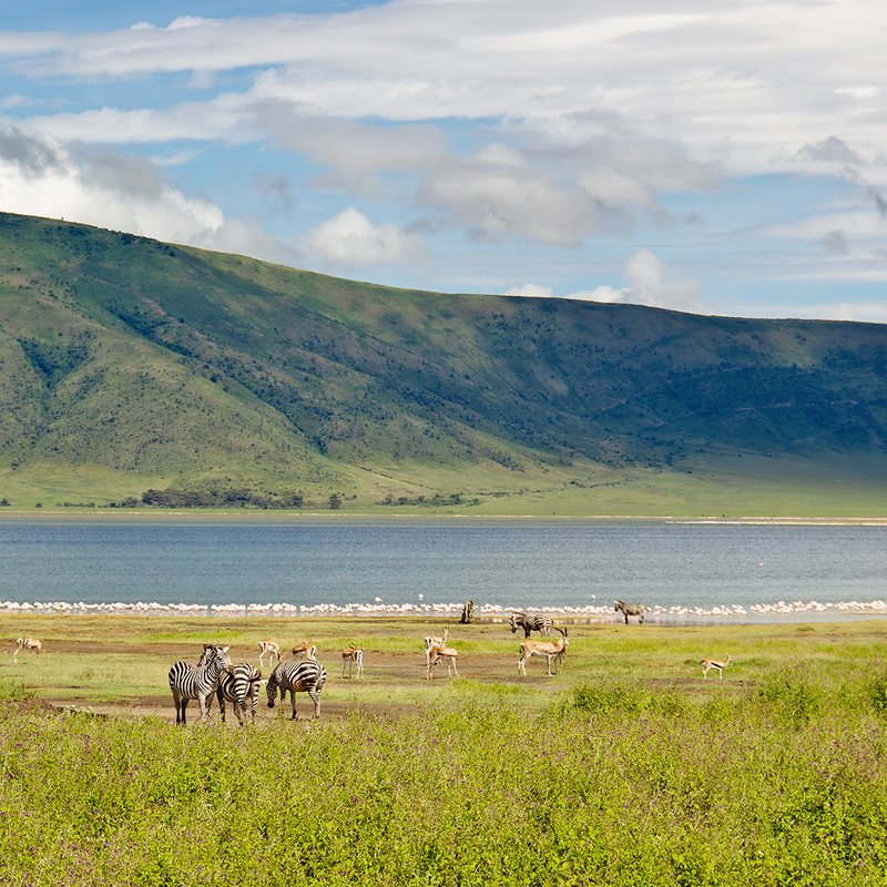 Zebrasim Ngorongoro Krater