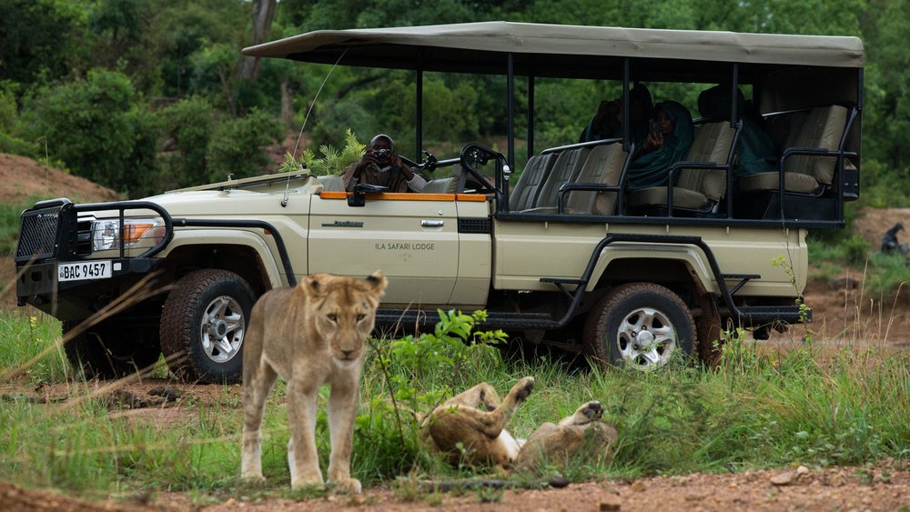 Eine Gruppe Menschen beobachtet zwei Löwen vom Safariauto im Kafue Nationalpark