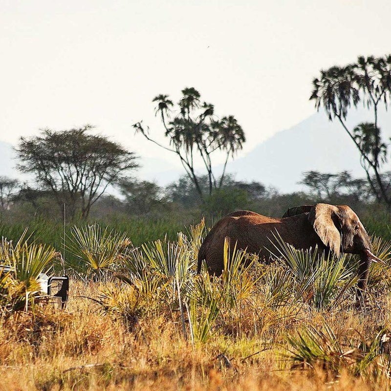Eine Gruppe Menschen beobachtet einen Elefanten im Meru Nationalpark