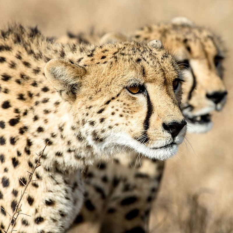 Geparden im Kruger Nationalpark