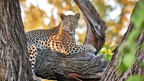 LEOPARD – Botswana-Safari mit Kalahari, Camping