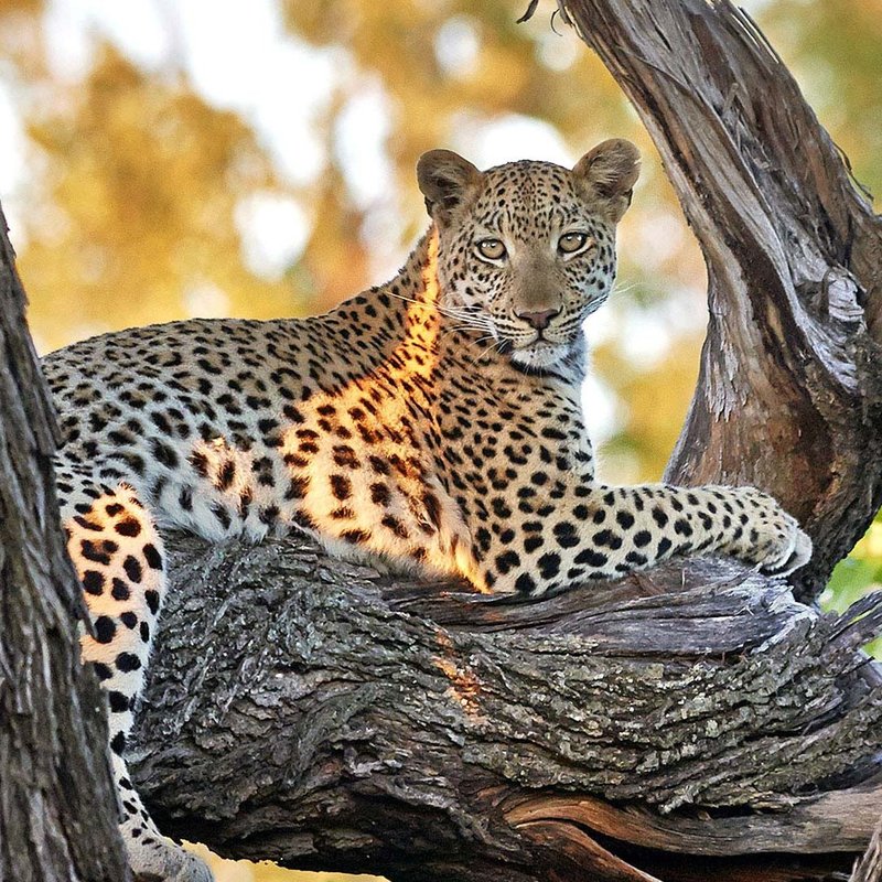 Leopard in der Moremi Region
