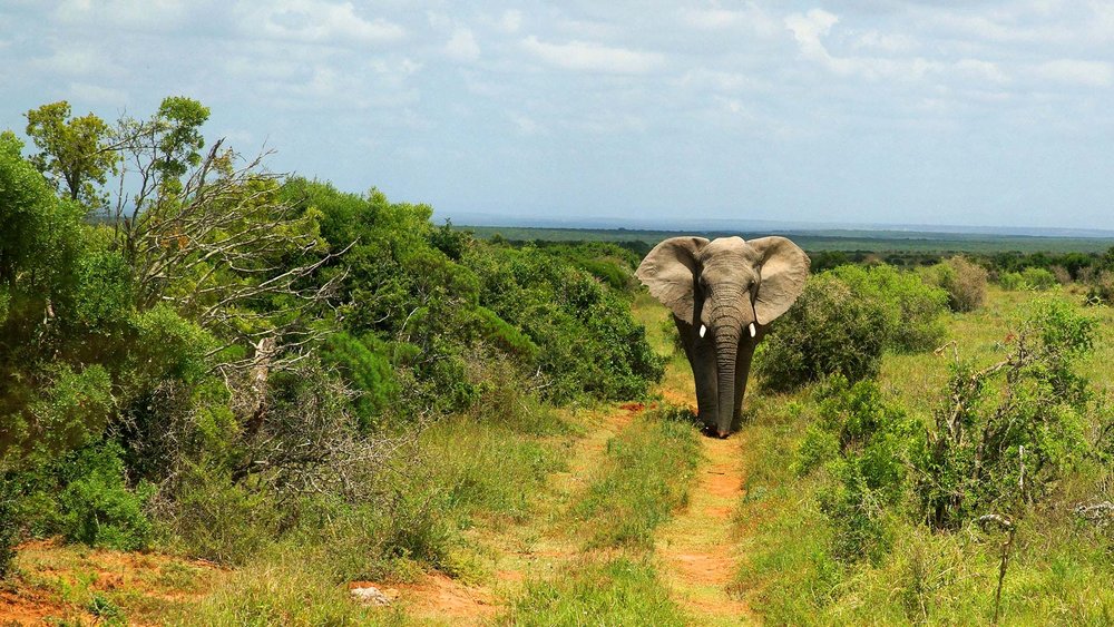 Elefant im Addo Elephant Nationalpark
