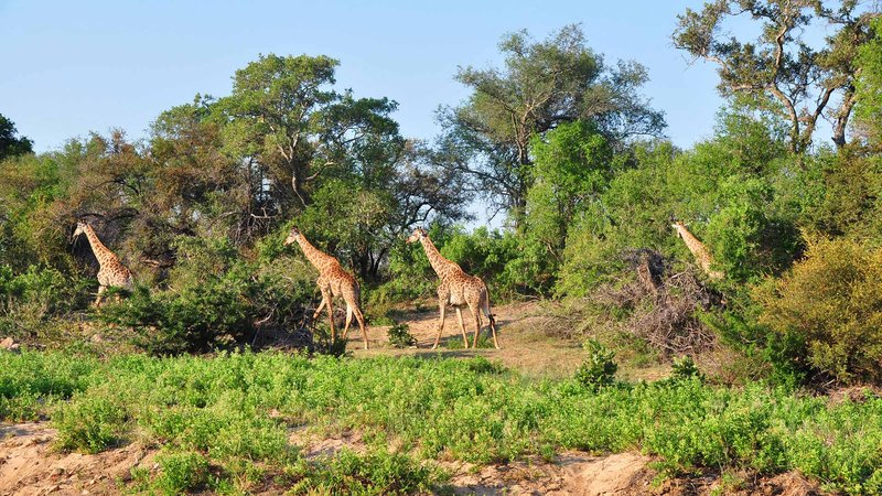 Giraffen im Kruger Nationalpark