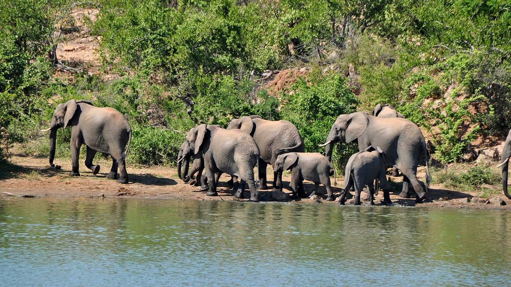 Elefanten im Kruger Nationalpark, Südafrika