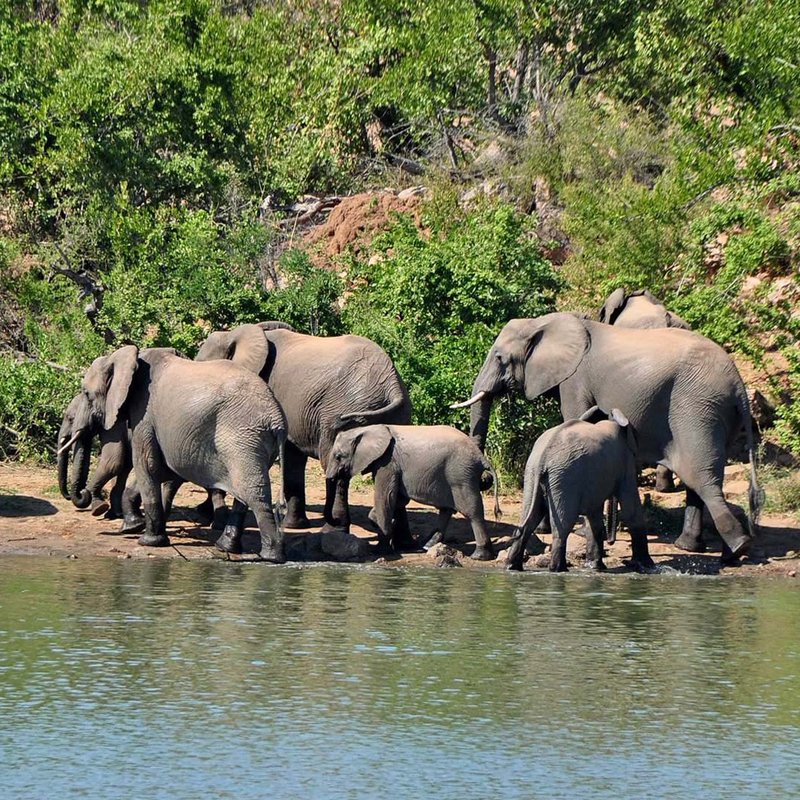 Kruger Nationalpark badende Elefantenherde