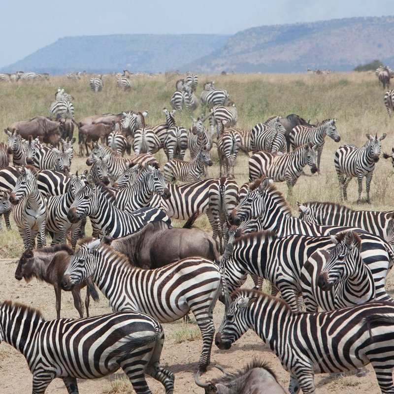 Zebraherde im Serengeti Nationalpark