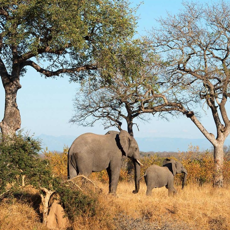 Elefanten im Kruger Nationalpark