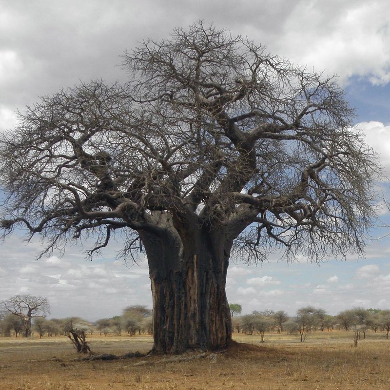 Baobab im Ruaha Nationalpark