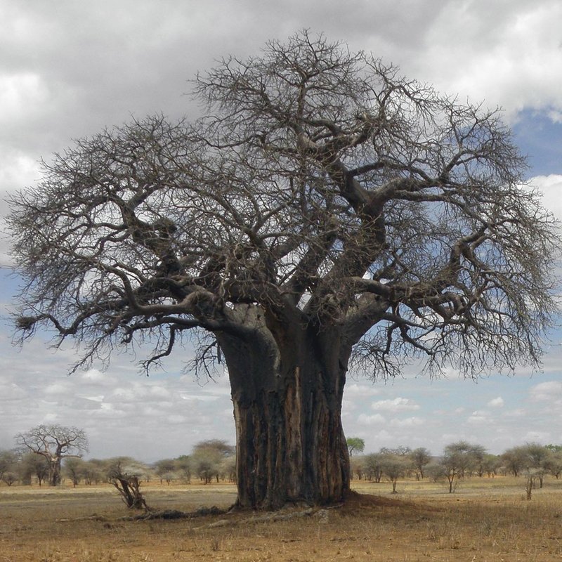 Baobab im Tarangire Nationalpark