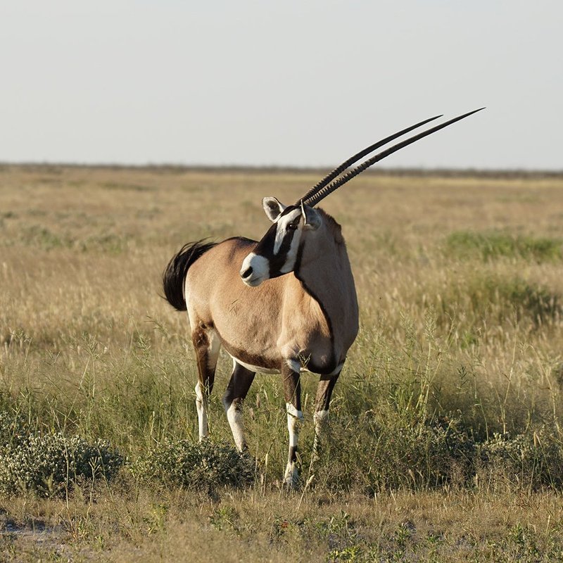 Sable Antilope in der Landschaft des Etosha Nationalpark