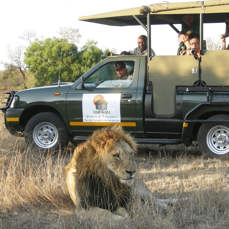 Löwe auf Pirschfahrt im Kruger Nationalpark
