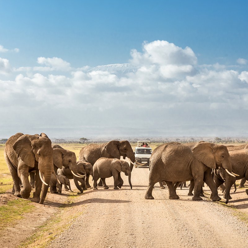 Pirschfahrt mit Elefanten im Amboseli