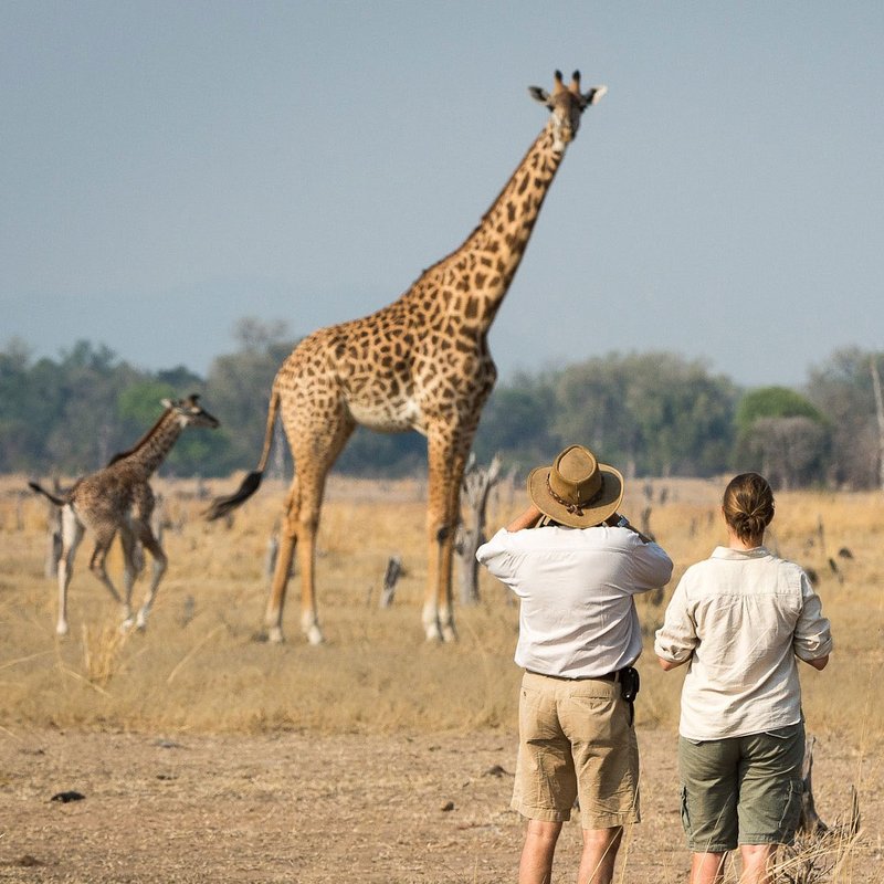 Giraffenerlebnisse in Nsefu