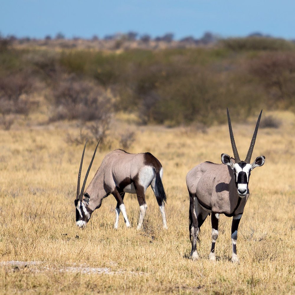 Das Kalahari Game Reservat
