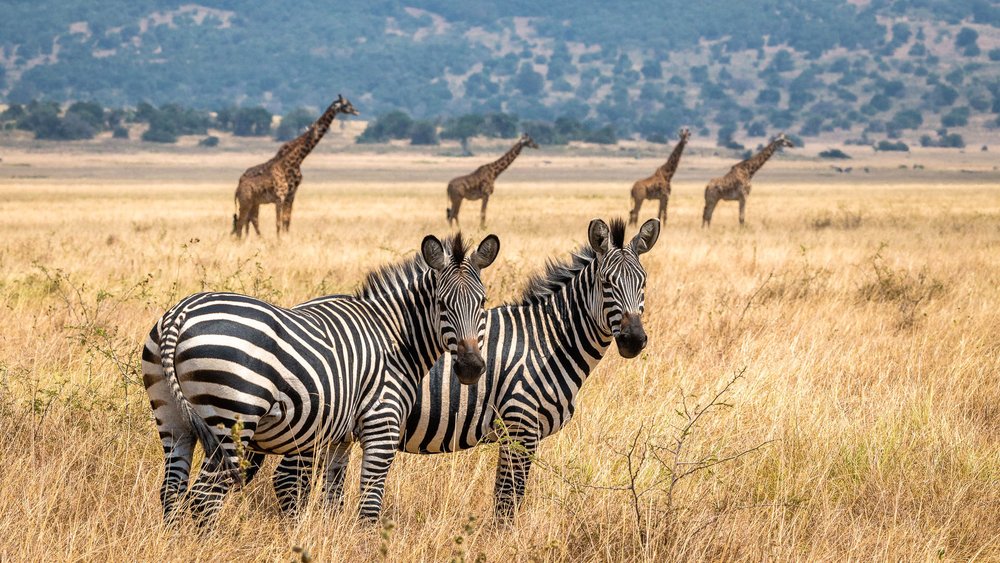 Zebras und Giraffen im Akagera Nationalpark