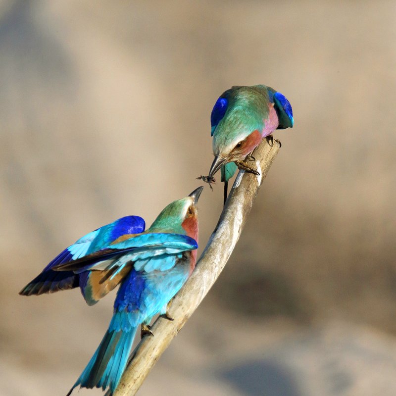2 Vögel mit Libelle
