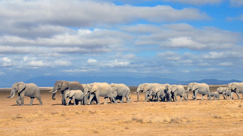 Elefantenherde im Amboseli Nationalpark