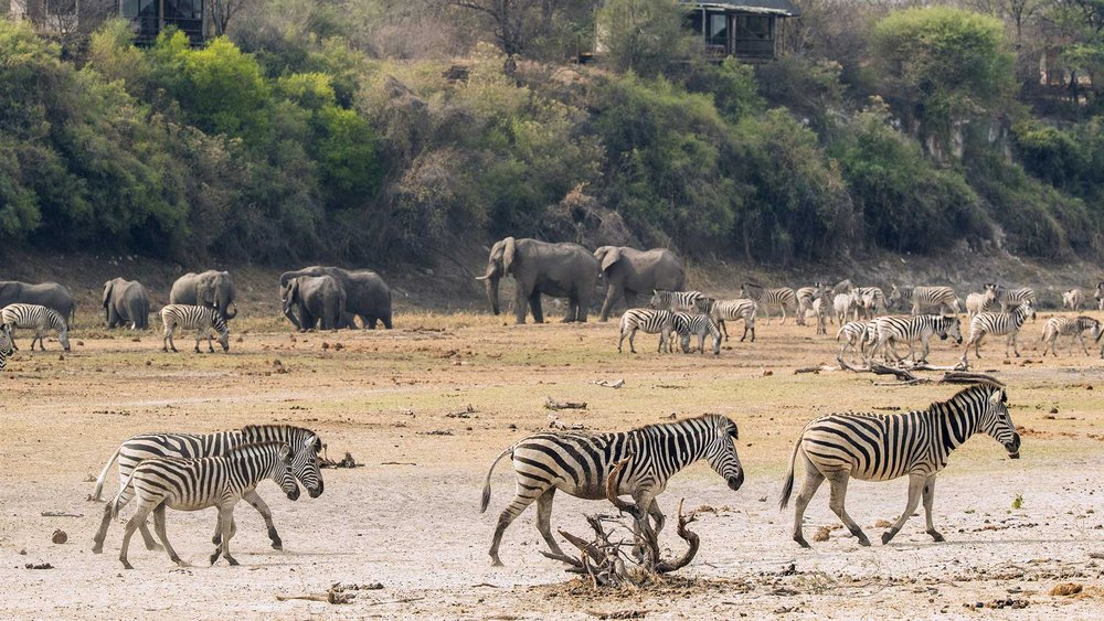 Zebras und Elefanten grasen an den Makgadikgadi Pans