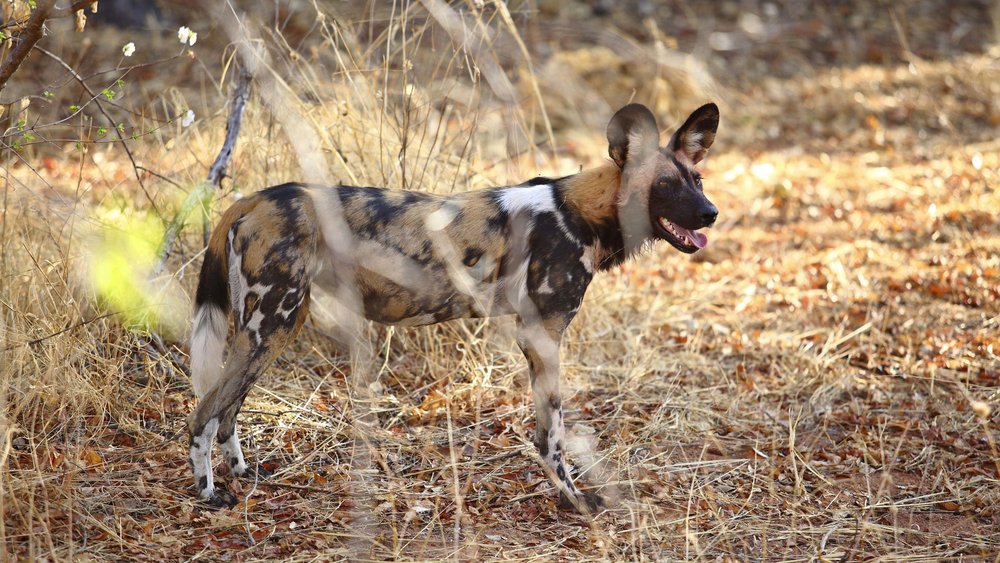 Seltener und gefährdeter Wildhund im Ruaha Nationalpark