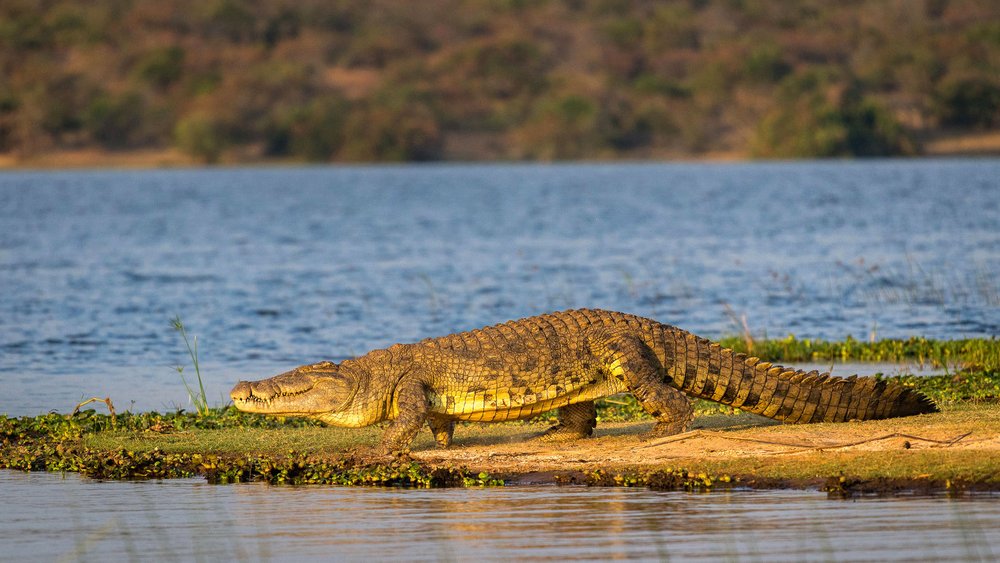 Krokodil im Akagera Nationalpark