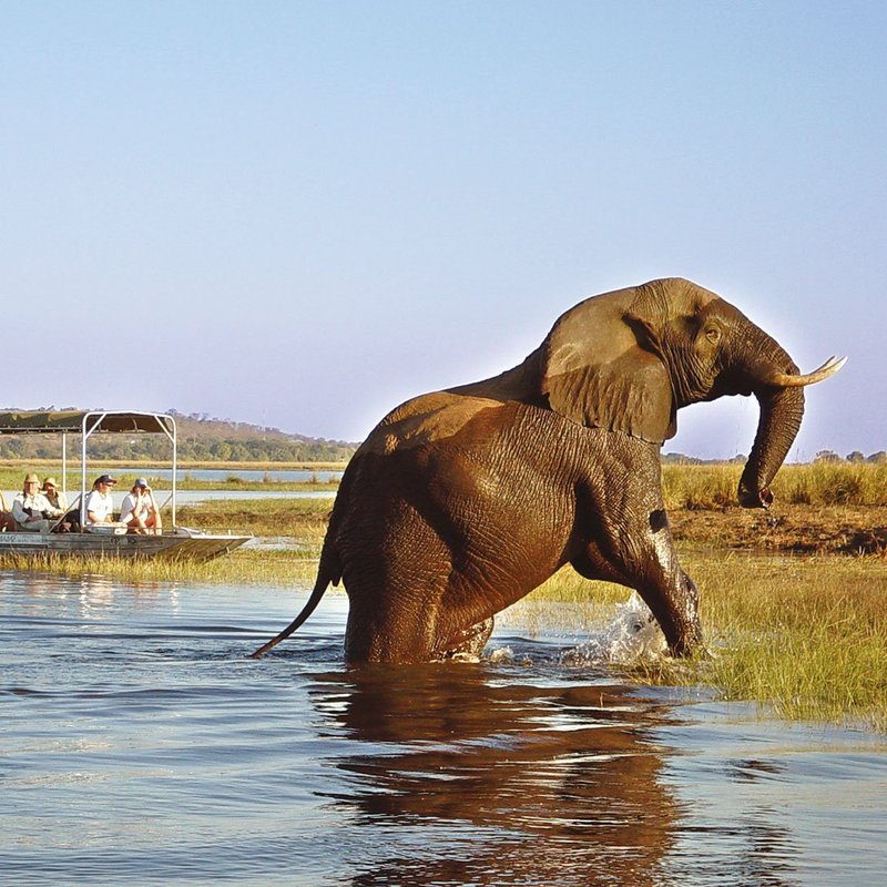 Elefant im Chobe River
